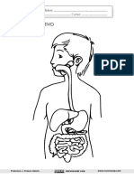El Aparato Digestivo Lámina Muda Recursosep PDF