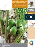 Cultivo Palma de Coco