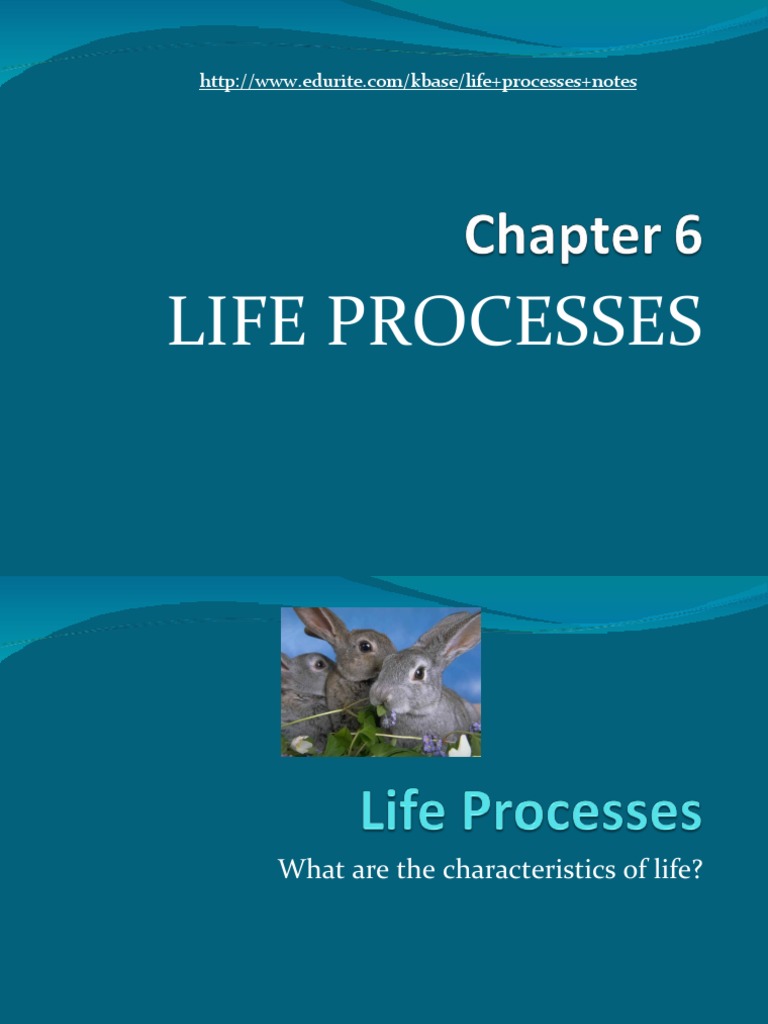 Lifeprocesses 120620100700 Phpapp01 PDF | PDF | Cellular Respiration ...