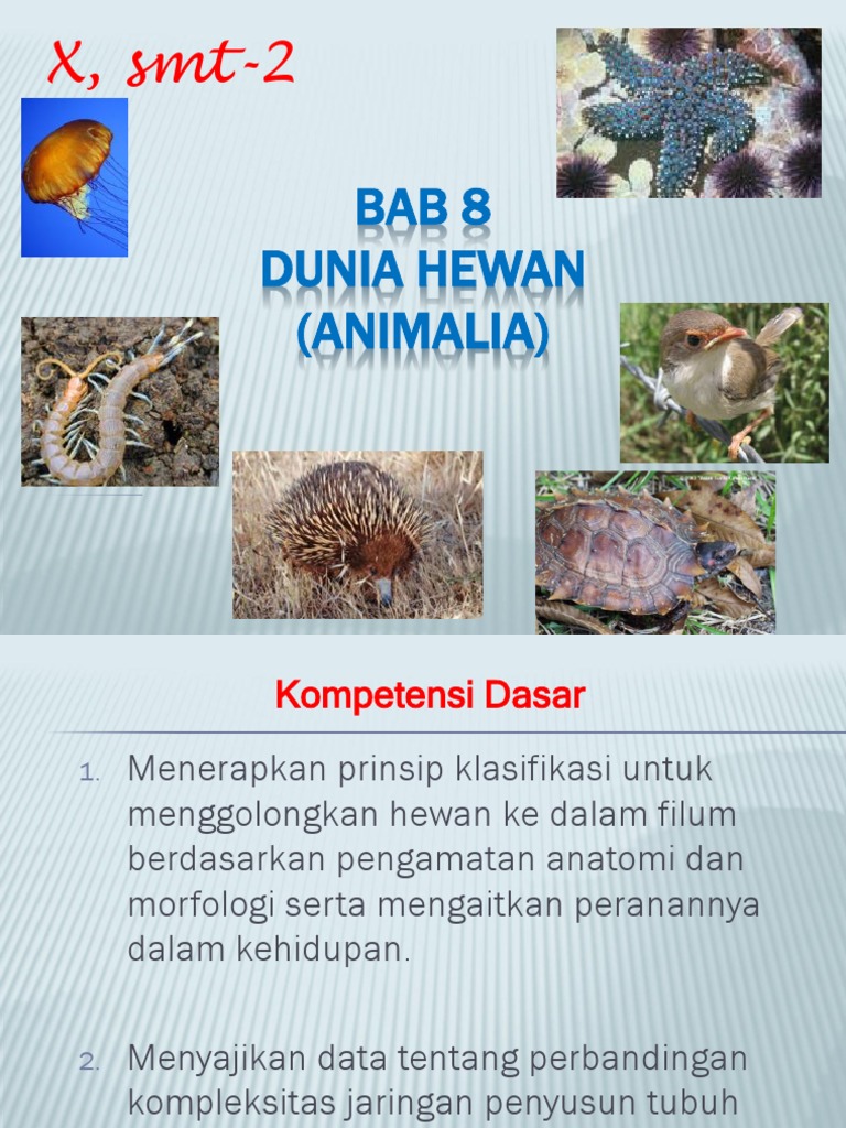 Sebutkan Contoh Spesies Invertebrata  Yang Dapat 
