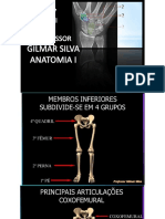 Anatomia Aula Mmii