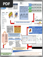 Mapa de Conceitos - Cito e Histo EDF Correto