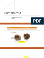 Bryophyta-Botanica Criptogamica