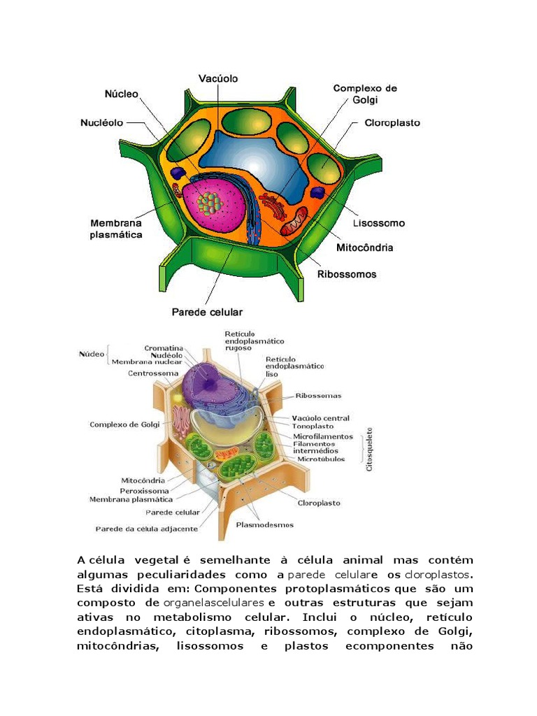 Célula Vegetal | PDF | Vacúolo | Célula (Biologia), image size:768x1024