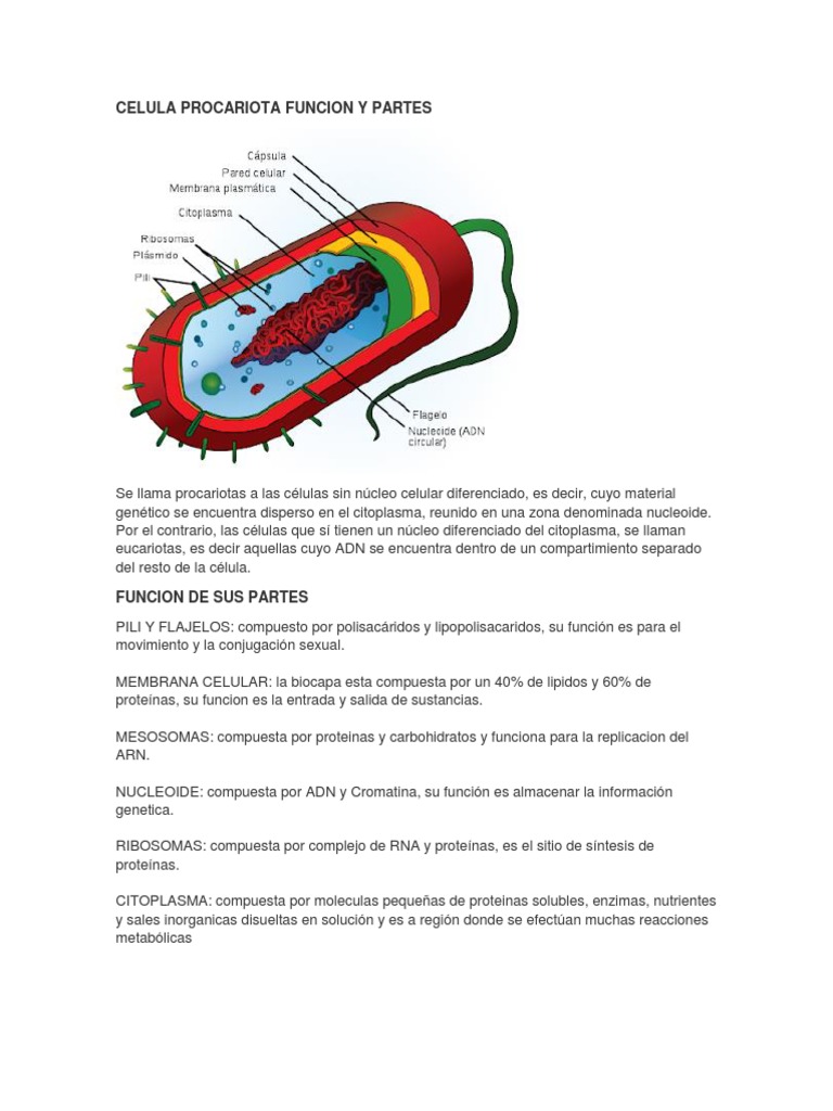Funciones y partes de la célula procariota | PDF
