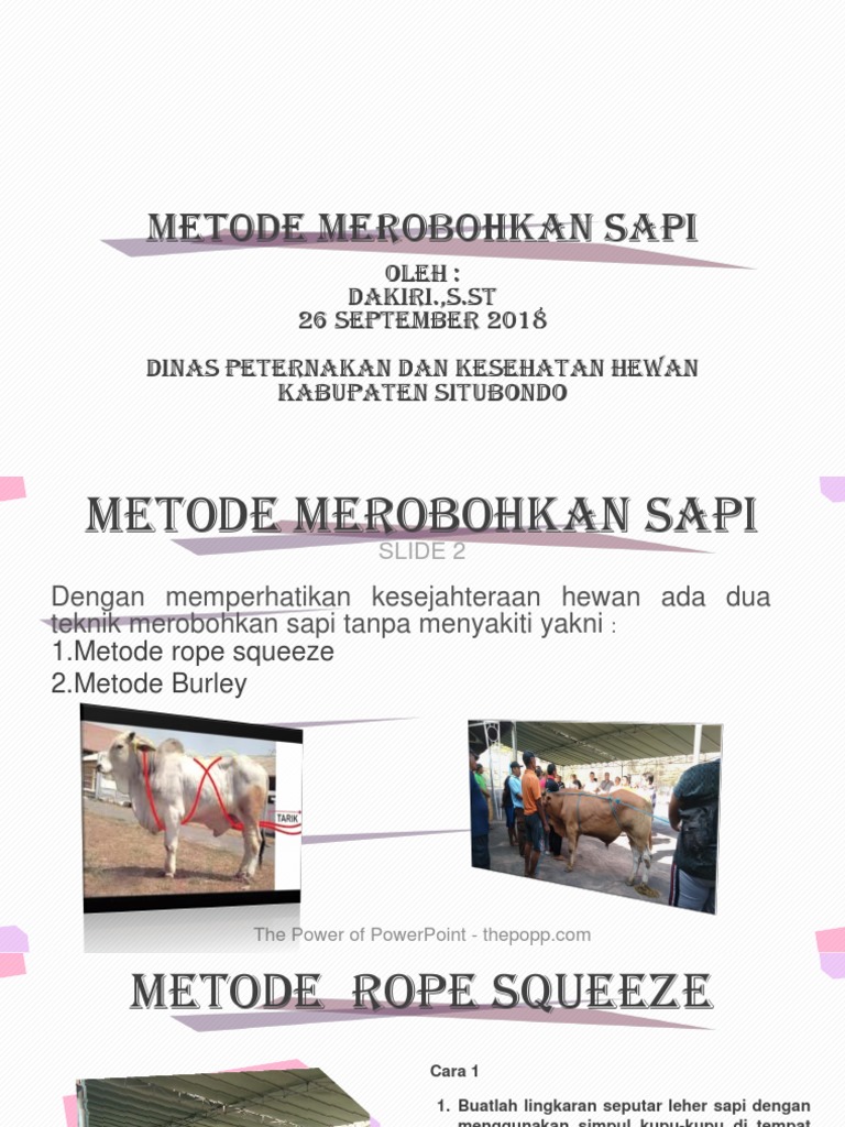 Metode Merobohkan Sapi Tanpa Sakit | PDF