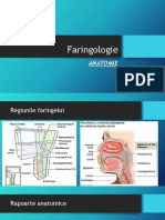 Faringologie Anatomie