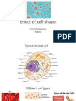 Effect of Cell Shape: Cell Mechanics Course Akshada