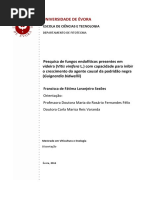 Francisca Sezões Mestrado