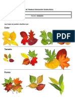 Clasificación de Las Hojas