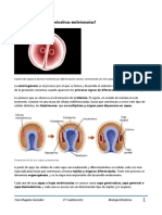 Capa Embrionaria