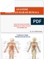 ANATOMI Sirkulasi Darah Dewasa