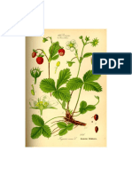 Fragaria vesca