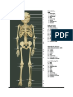 Praktikum 1 Osteologi