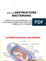 4º Semana Ultraestructura Bacteriana