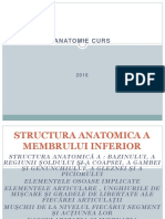 Cursa Anatomie Musculatura Membrului Inferior