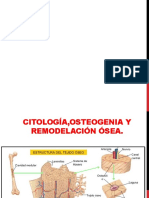 Citología Del Hueso