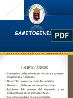 3-Gametogenesis