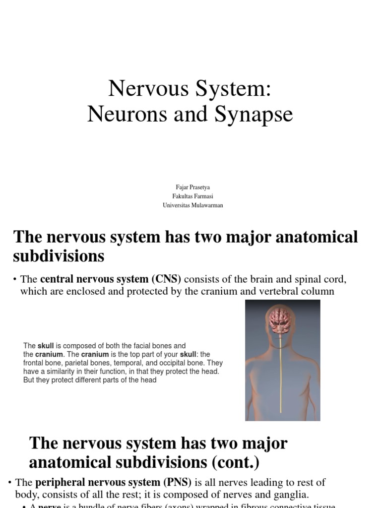 Nervous System Subdivisions Explained | PDF | Chemical Synapse | Action ...