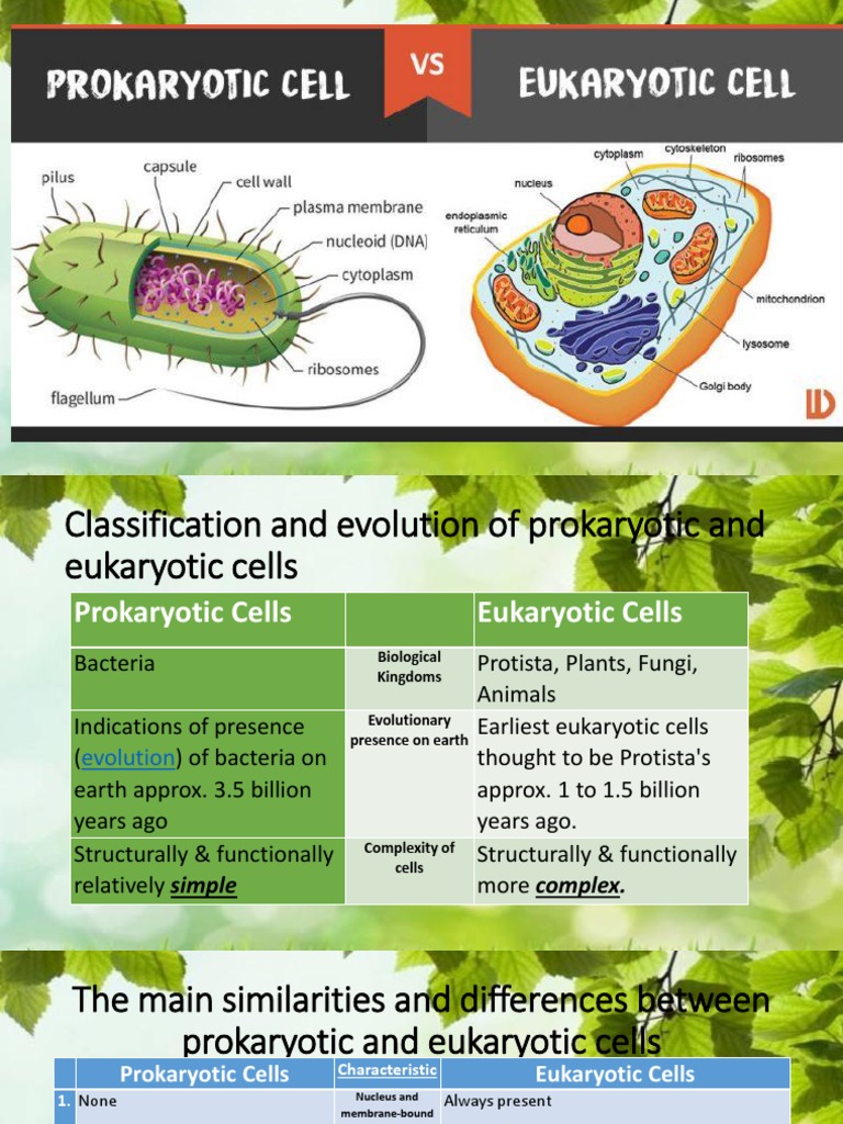 Prokaryotic and Eukaryotic Cells | PDF | Cell (Biology) | Eukaryotes