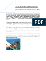 El Oregano Combate Las Bacterias de Tilapia