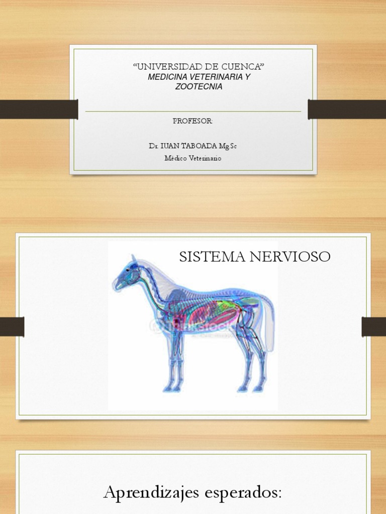Estructura del Sistema Nervioso Animal | PDF | Sistema nervioso | Neurona