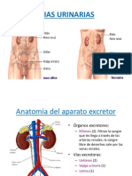 Anatomia de Las Vias Urinarias