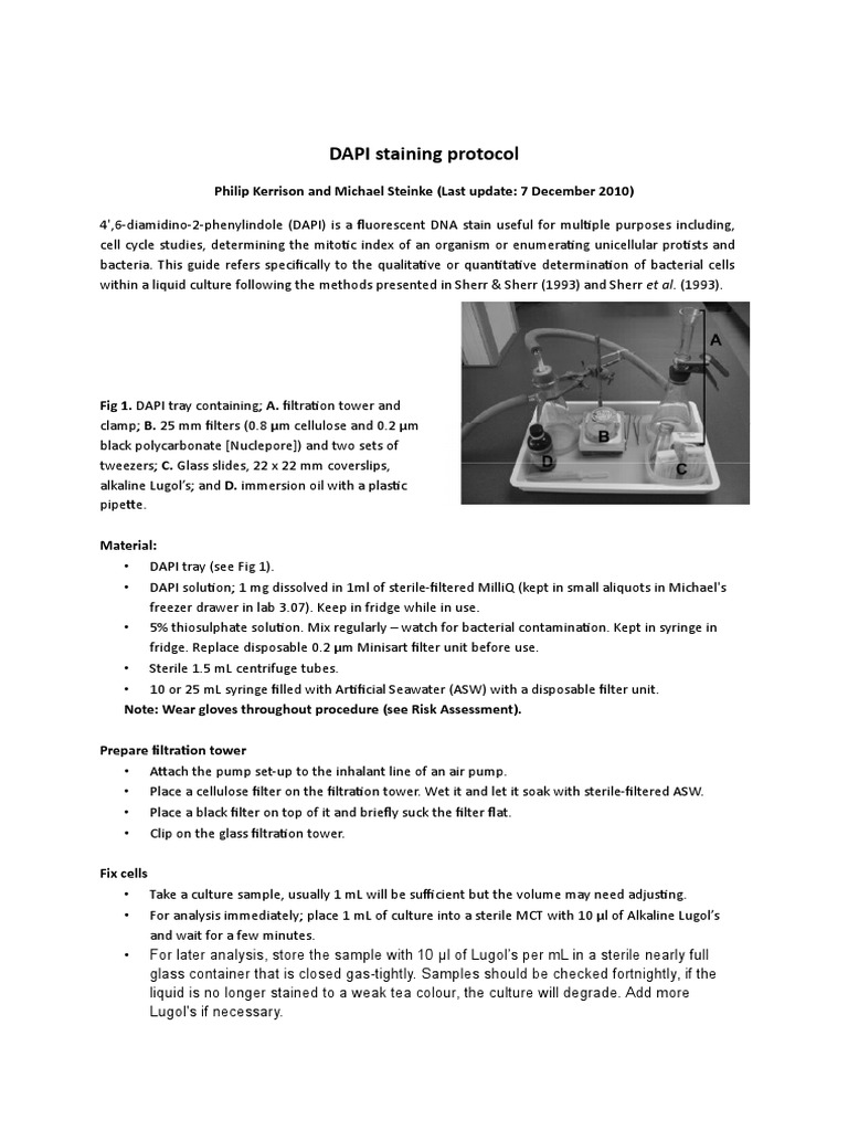 DAPI Staining Protocol for Bacteria | PDF | Filtration | Dapi