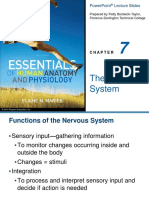 Nervous System.pdf