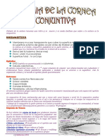 Anatomia de La Cornea y Conjuntiva PDF