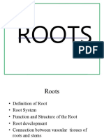 Root