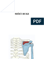 Mišići Ruke PDF
