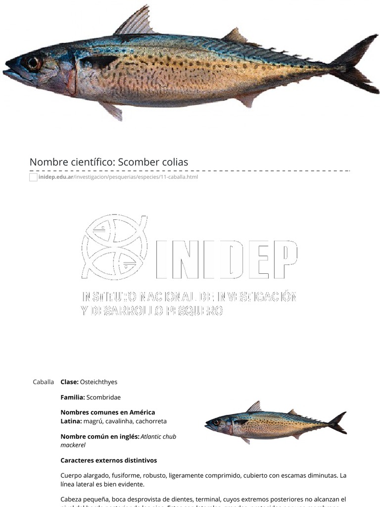 Caballa | PDF | Pescado | Naturaleza