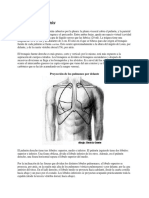 Aparato Respiratorio: Anatomía Del Pulmón Clase 