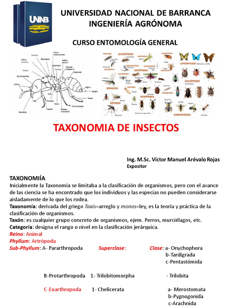 Clase VIII Teórica. Taxonomía de Insectos I. PDF Insectos Hexapoda