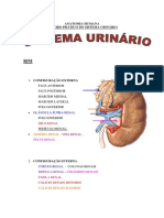 9º Roteiro de Prática Do Sistema Urinário