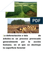 La Deforestacion
