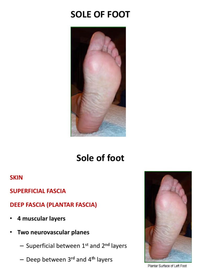 The Anatomy and Functions of the Sole of the Foot PDF