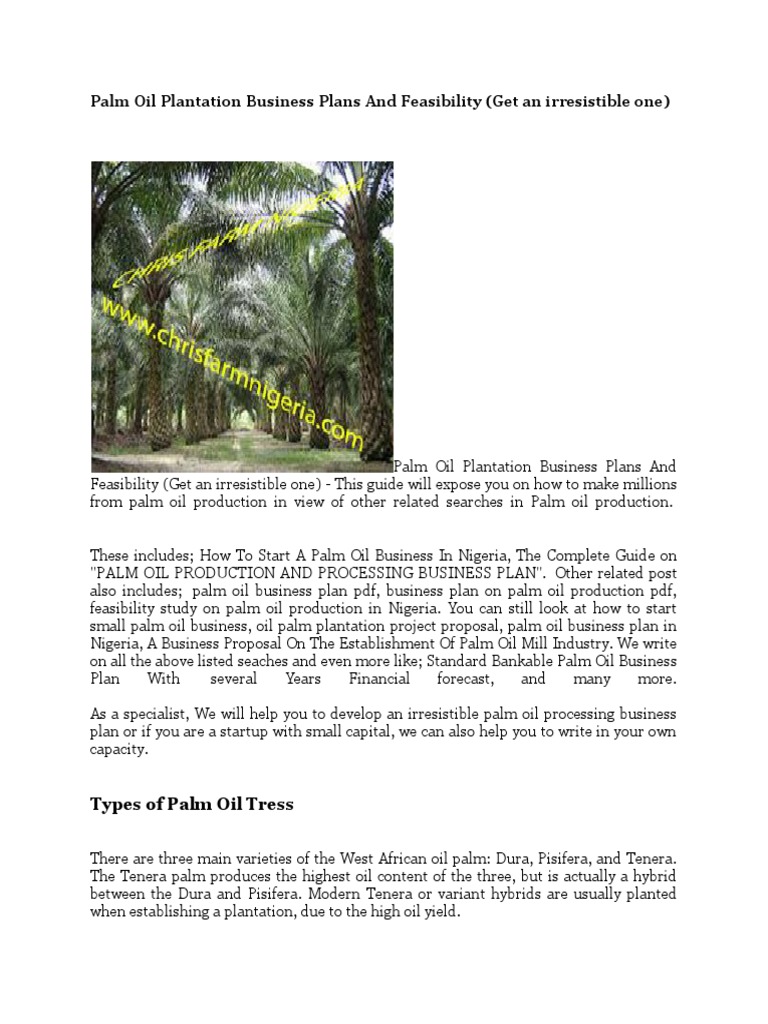 Palm Oil Plantation Business Plans and Feasibility (Get An Irresistible