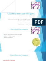 1.2 Clostridium Perfringens