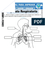 Ficha de Aparato Respiratorio para Segundo de Primaria