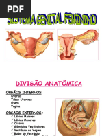 Sistema Genital Feminino