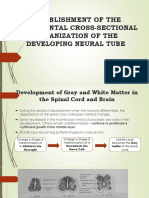 Establishment of The Fundamental Cross-Sectional Organization of The Developing Neural Tube