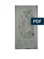 Yacomine_Drawing of a Cell Diagram