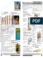 Honminizacion PDF