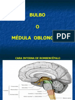 Bulbo Y Protuberancia cerebral