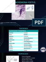 Tritrichomona Foetus