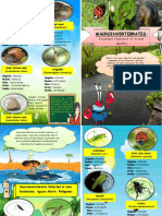 Macroinvertebrates:: Excellent Indicator of Water Quality