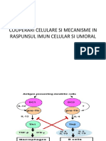 Cooperari Celulare Si Mecanisme in Raspunsul Imun Celular Si Umoral