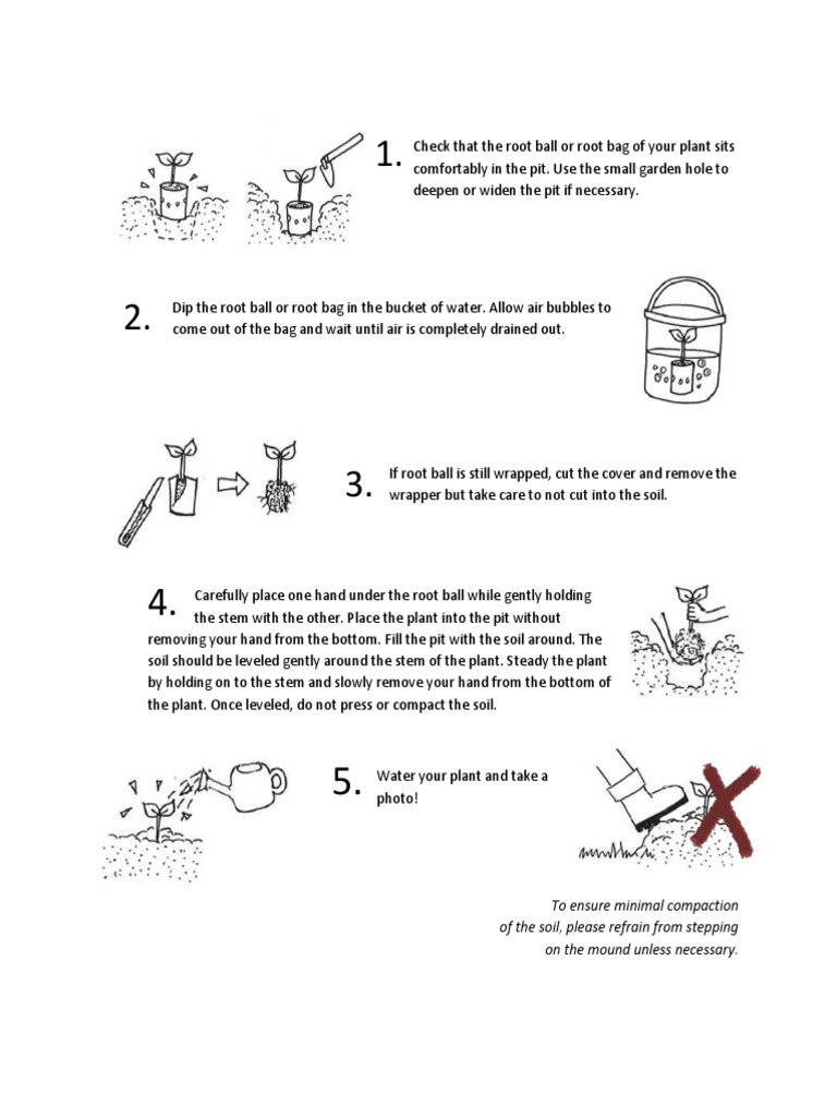 Planting Guide: Proper Root Ball Setup | PDF